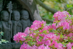 ツツジ　IMG-250513