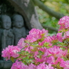 ツツジ　IMG-250513