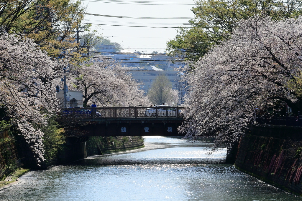 桜　IMG_13