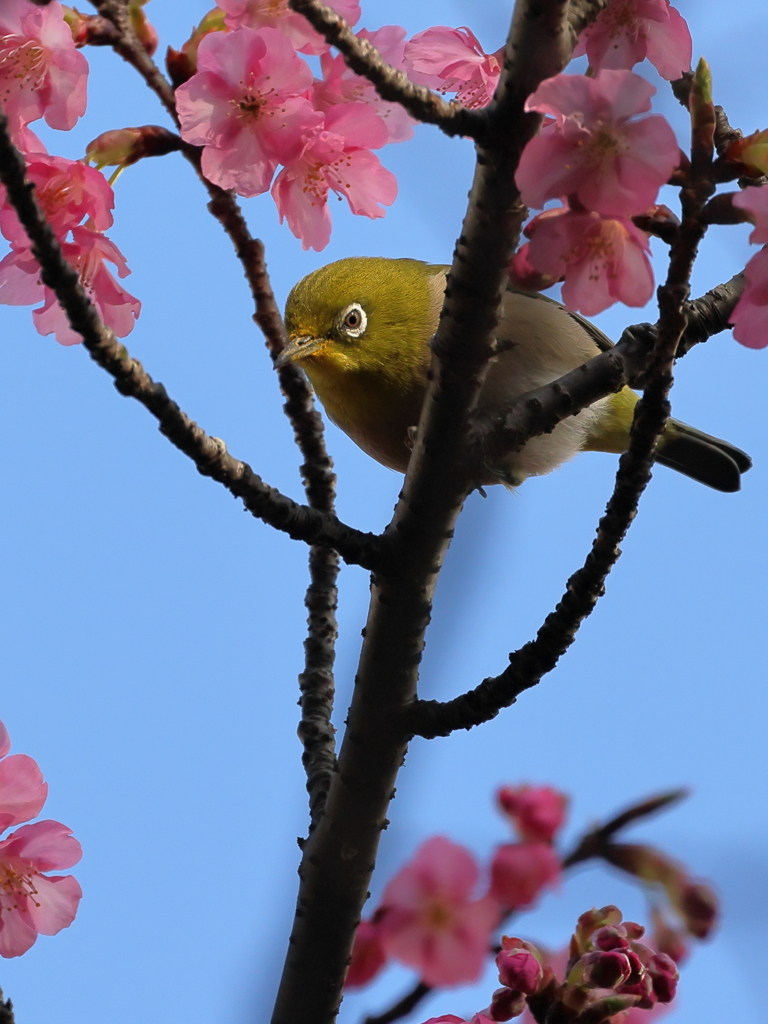 メジロと河津桜    　IMG-0121