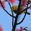 メジロと河津桜    　IMG-0121