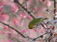 早春の香Ⅱ　　IMG-260227
