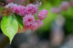 兼六園菊桜  　IMG-250511