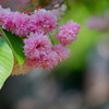 兼六園菊桜  　IMG-250511