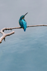 カワセミ　　IMG-250620