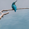 カワセミ　　IMG-250620