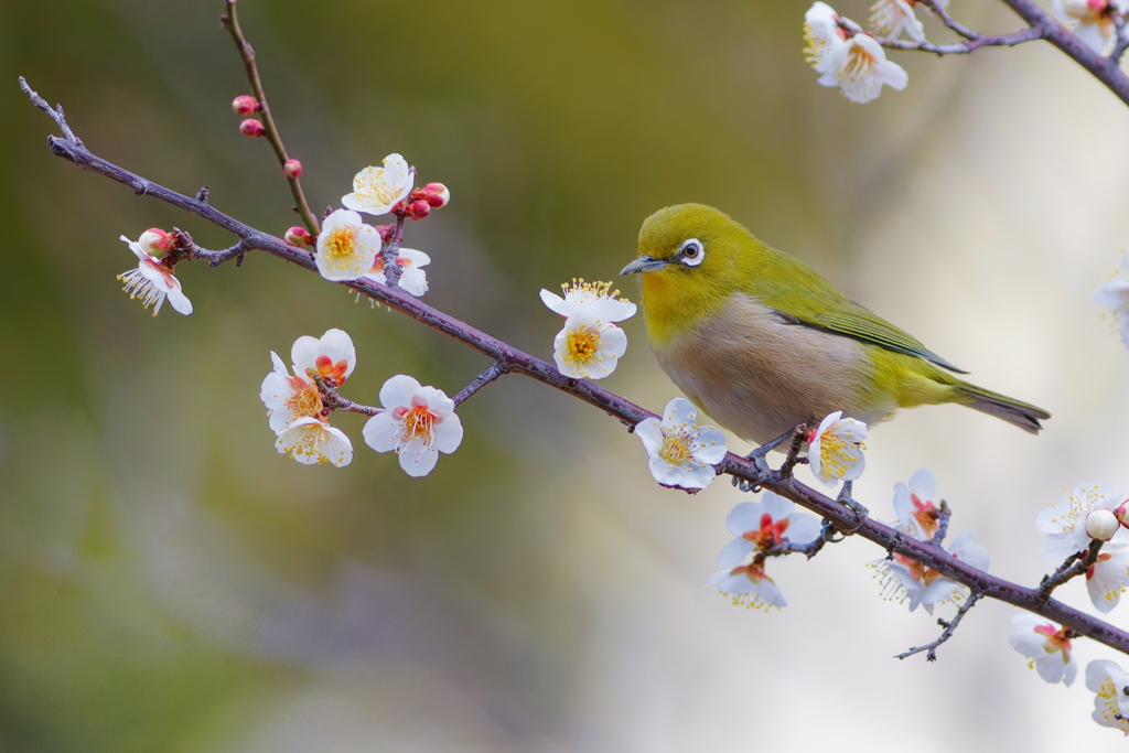 メジロ   　IMG-250311
