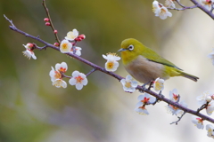メジロ   　IMG-250311