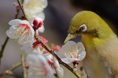 メジロ  　IMG-260221-1