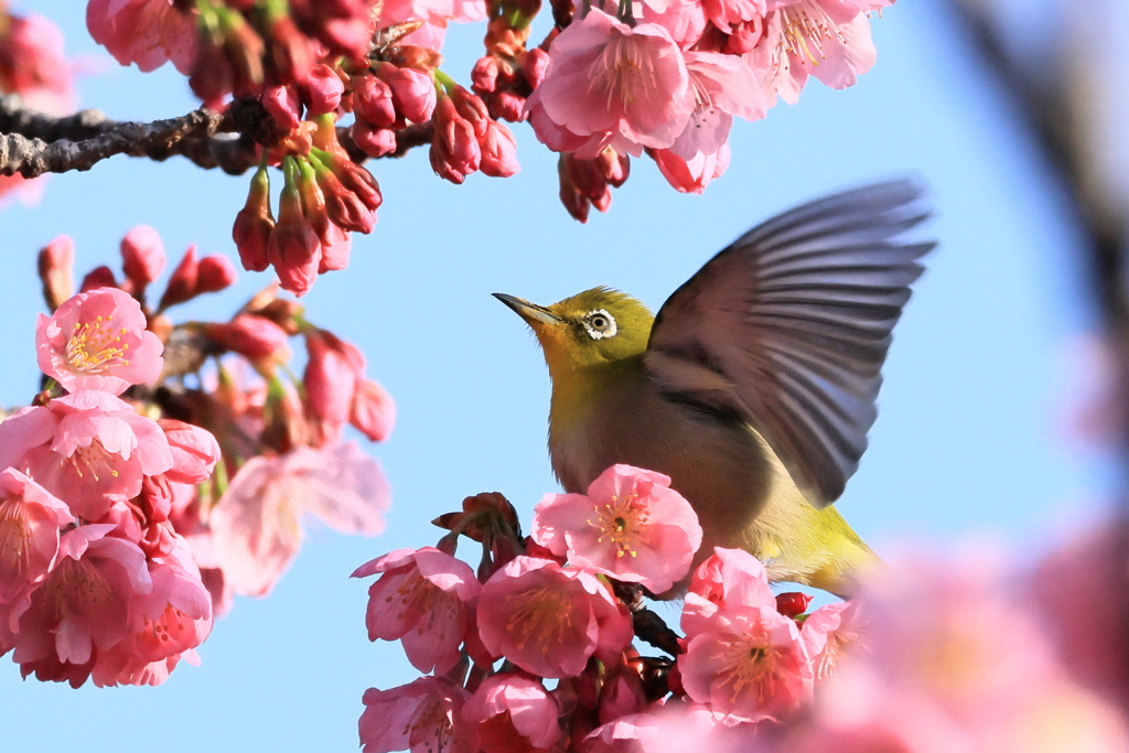 メジロと緋桜②　　IMG-0319