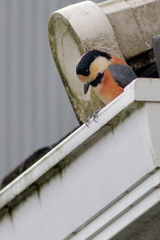 ヤマガラ　　IMG-251214