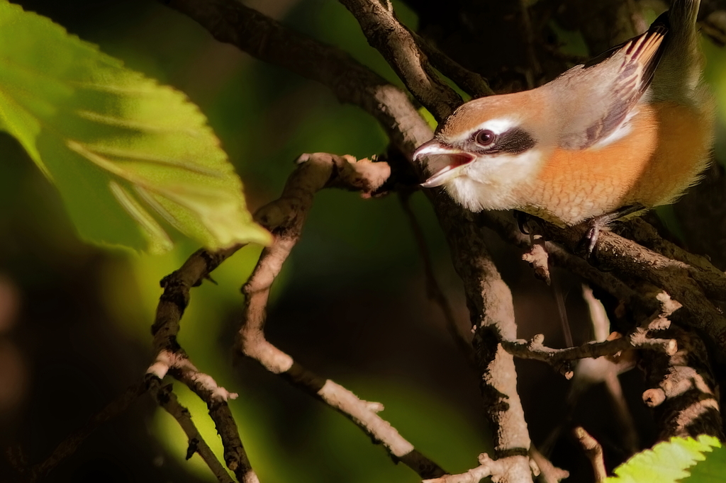 モズ　　IMG-251221