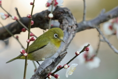 メジロと梅の木　　　IMG-0226