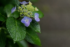 紫陽花　　IMG-240623