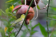 メジロ   　IMG-251205