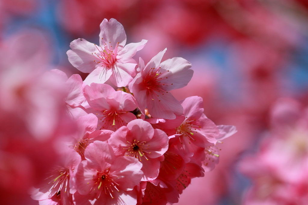 桜　IMG_10