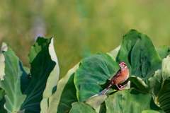 ホウジロ　　IMG-250830