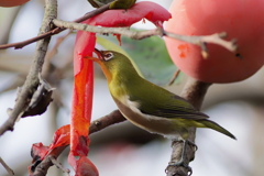 メジロ   　IMG-251120