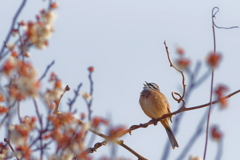ホウジロ　　IMG-250322