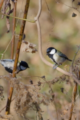シジュウカラⅡ　IMG-250205
