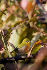 メジロ　　IMG-241030