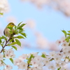 春　IMG_0409