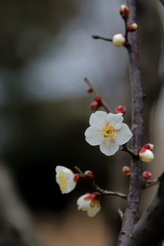 梅　　IMG-250131