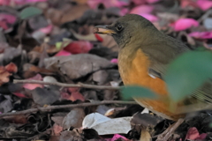 アカハラ　　　IMG-0209