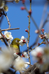 メジロと梅　IMG_2