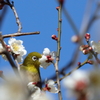 メジロと梅　IMG_2