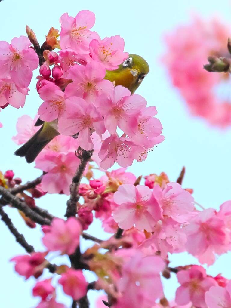 メジロと河津桜 3    　IMG-0218