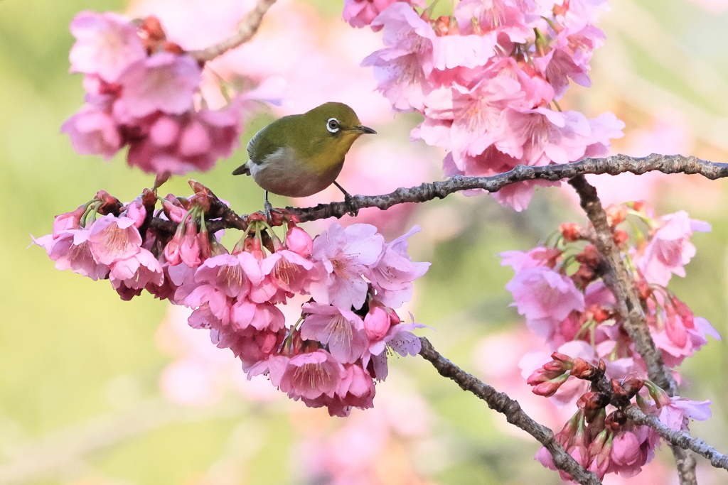 メジロと緋桜①　　IMG-0319