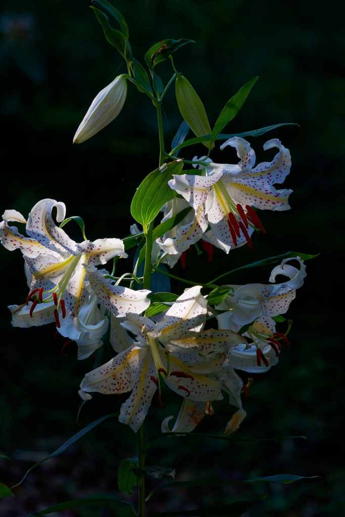 百合　　IMG-250724