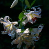 百合　　IMG-250724