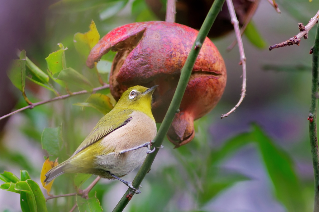 メジロ    　IMG-251205-1