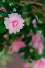 山茶花　　IMG-260104