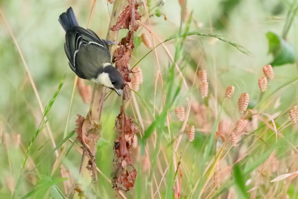 シジュウカラ　　　IMG-0707