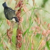 シジュウカラ　　　IMG-0707