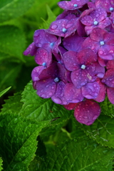 雨滴（紫陽花）　IMG_1808