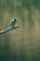 カワセミ　　IMG-251101