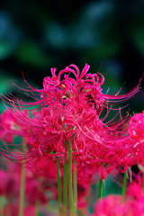 彼岸花　　IMG-251011