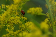 散歩（てんとう虫）　IMG_7