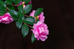 サザンカ   　IMG-251219