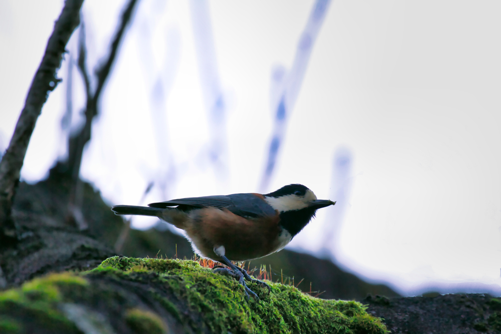 秋の時（ヤマガラ）IMG_11
