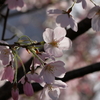 桜　IMG_1