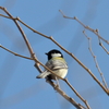 散歩　シジュウカラ　IMG_21