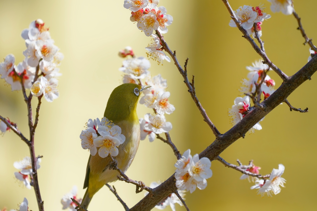 メジロ   　IMG-25024