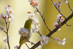 メジロ   　IMG-25024