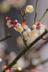 梅   　IMG-250314