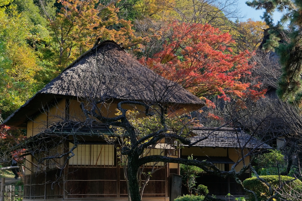 三溪園　　IMG-251212